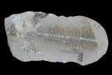 Pecopteris Fern Fossil (Pos/Neg) - Mazon Creek #89914-2